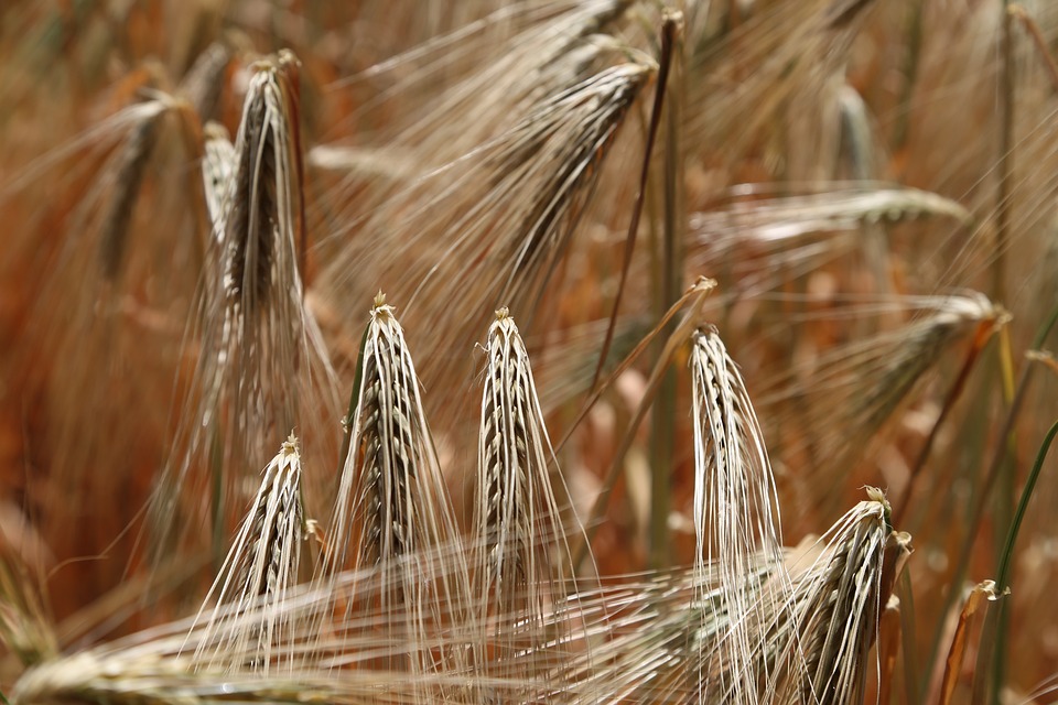 alergia na gluten