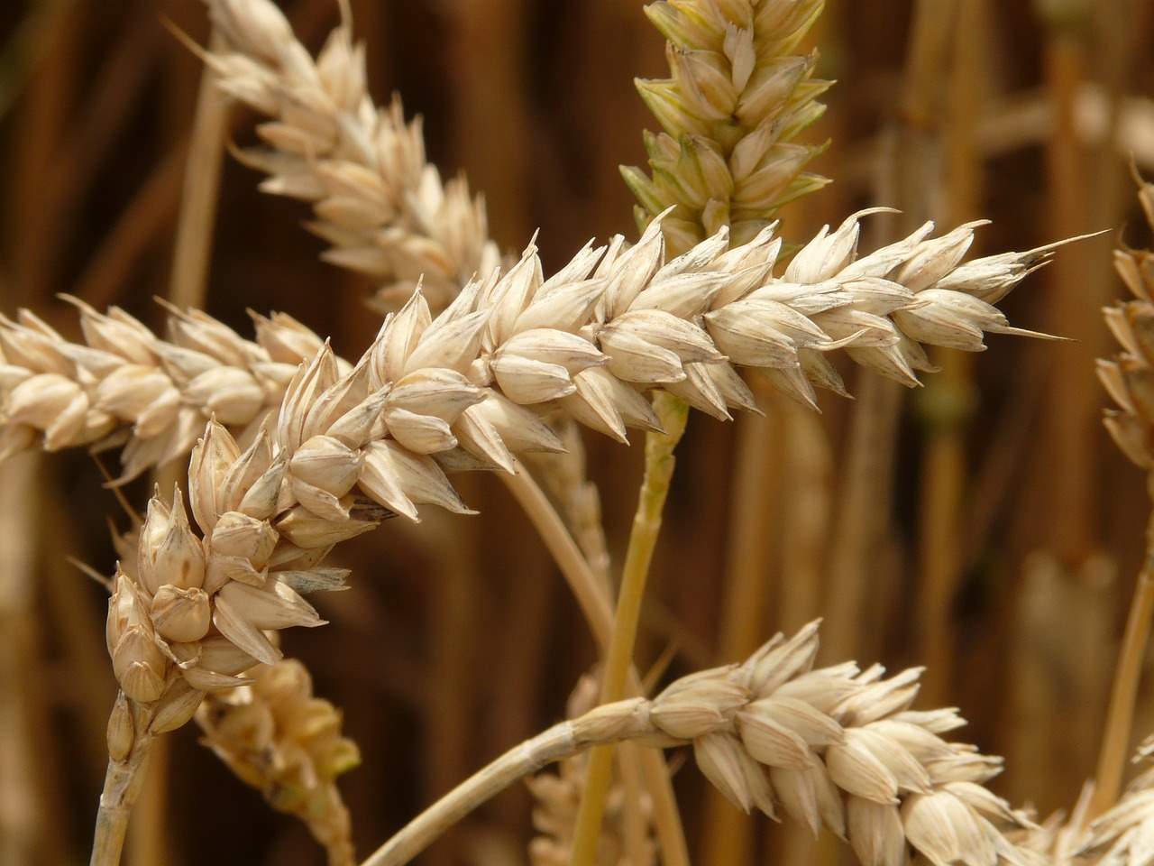 Nieceliakalna nadwrażliwość na gluten